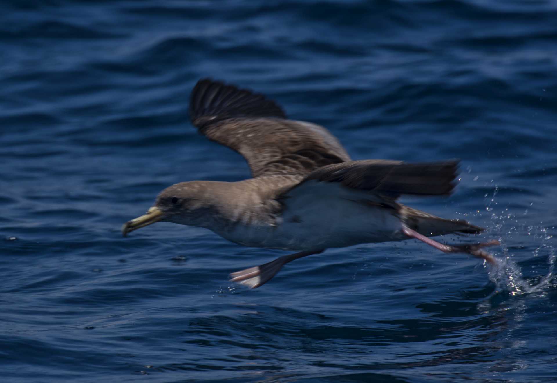 Nasce la nuova associazione Sotto al mare